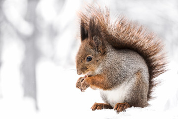 Naklejka na ściany i meble little red squirrel sitting on snowy winter forest and eating nut