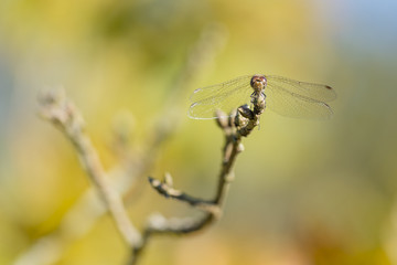 red dragonfly restin on a tree branch