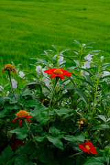 Closeup red flower with colorful on natural background