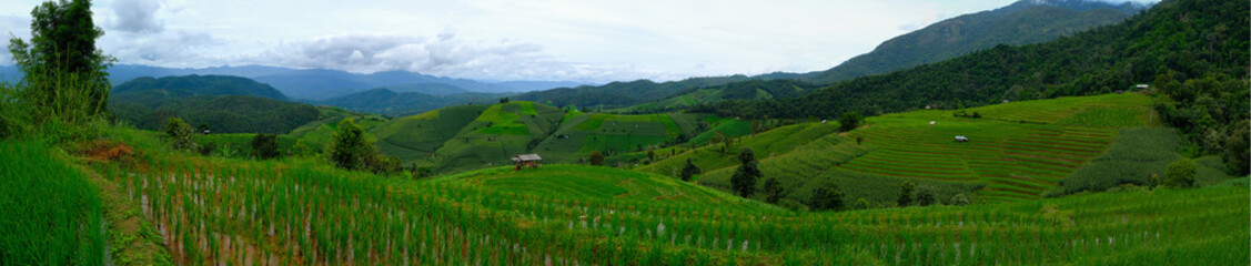 Fototapeta na wymiar Rice terraces,Rice Field in Pa Pong Piang , Mae Chaem, Chiang Ma