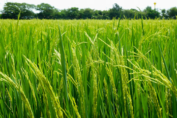 Green rice field in nature at Thiland