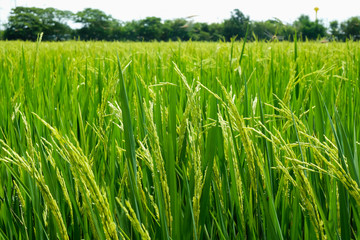 Green rice field in nature at Thiland