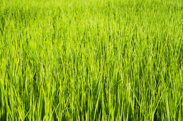 Shallow depth of field with focus on nearest grass.
