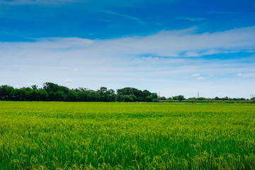 Green rice field in nature at Thiland