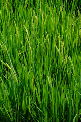 Green rice field in nature at Thiland