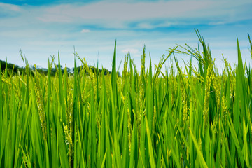 Obraz premium Green rice field in nature at Thiland