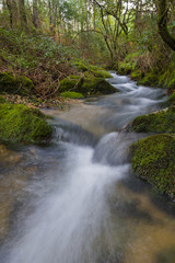 Fototapeta premium wild river flowing in the mountain 