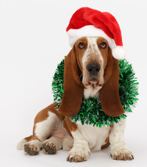 Happy New Year, Christmas Basset hound sitting, isolated