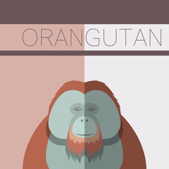 Orangutan flat postcard © amplion