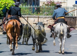 Abrivado avec taureaux espagnol.