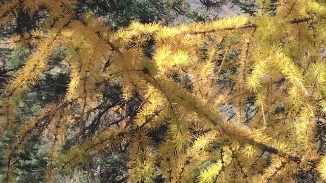 Yellow Pine tree in Huanglong National Park in China on the Autumn