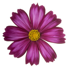 cosmos flower