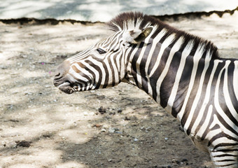Fototapeta na wymiar Vintage style image of a Zebra in the Serengeti National Park, T