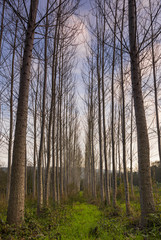 Obraz premium tree field with blue sky