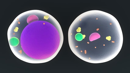 Fat Cells or Adipocytes