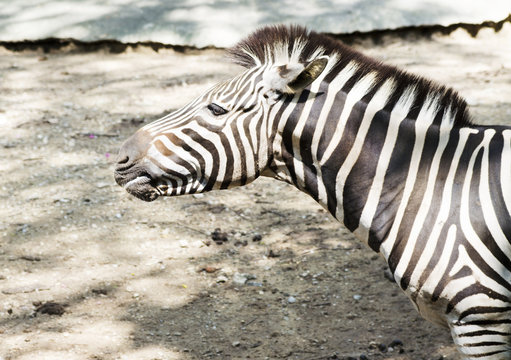Vintage style image of a Zebra in the Serengeti National Park, T