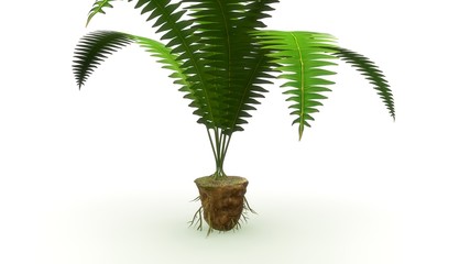 Adventitious roots