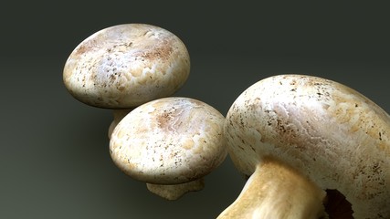 Agaricus Bisporus
