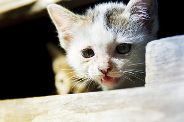 adorable playful kitten