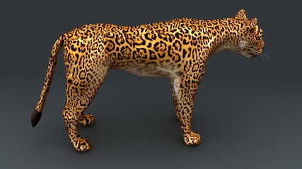 Cheetah