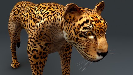 Cheetah