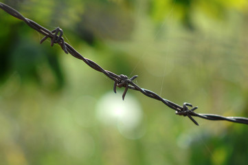 close up rusty and grunge barbed wire.