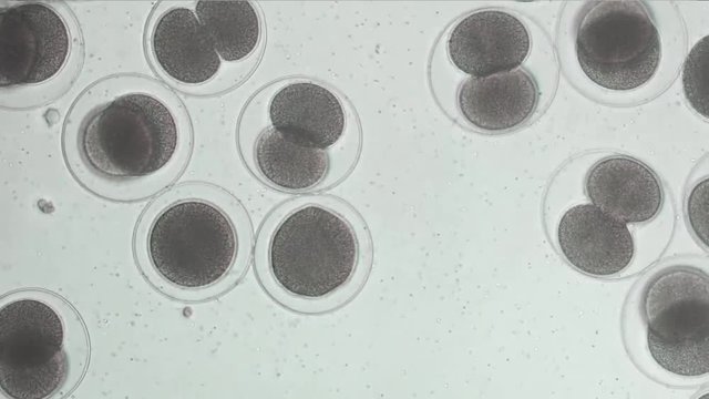 ウニ受精卵の卵割・微速度撮影