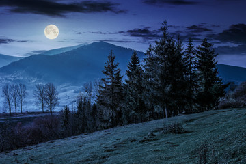 spruce forest on a mountain hillside at night © Pellinni