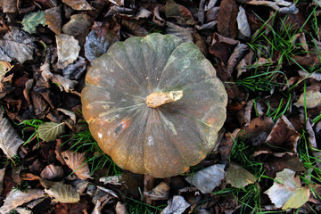Autumn pumpkin