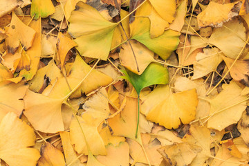 ginkgo tree leaves in autumn
