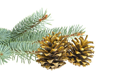 Blue spruce twig and golden pine cones isolated on a white backg