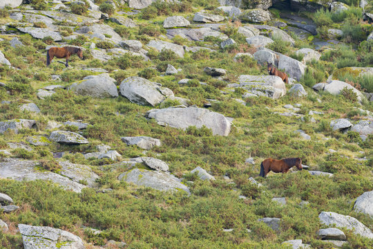 two horses in the mountain with rocks a green vegetation