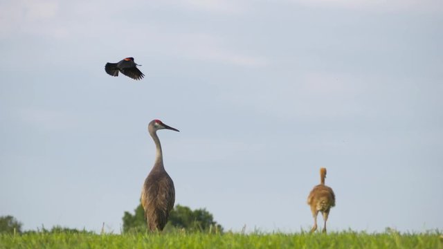 Red-Winged Blackbird Attacks Sandhill Crane Mother and Chick, Wide, 4K