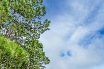 view of pine tree brance with leaf