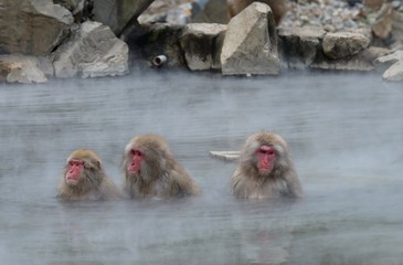 Obraz premium 温泉に入る猿 地獄谷