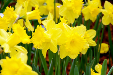 Obraz premium Yellow Daffodil in the spring garden.