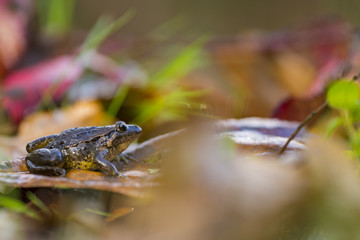 brown frog i the middle of a swamp