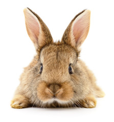 Fototapeta premium Brown rabbit on white.