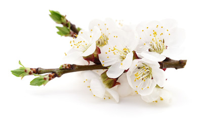 Apricot flowers on white.