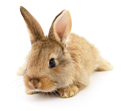 Brown rabbit on white.