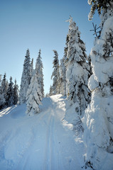 Winter fir trees covered with fresh snow