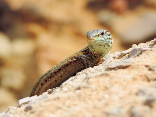 Wall lizard, close-up shot.
