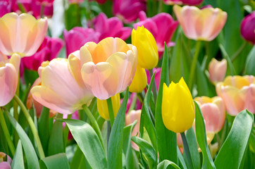 Blossom tulip in the spring garden. © areeya_ann