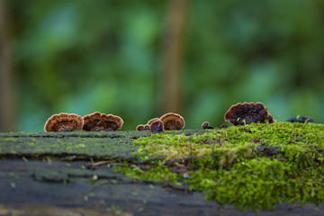 brown mushrooms in a old tree trunk