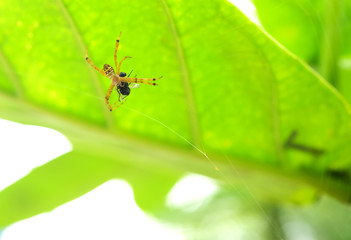 Spider with its prey