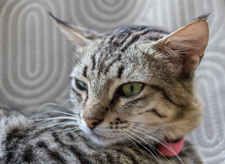 Getigerte Katze