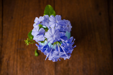 Blue plumbago flowers in vase