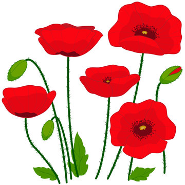 Poppy flowers. Vector illustration