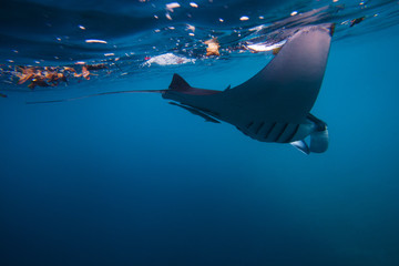 Diving with giant oceanic manta ray
Batu Lumbung (Manta Point), Indonesia
 - obrazy, fototapety, plakaty