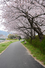 Fototapeta na wymiar sakura path